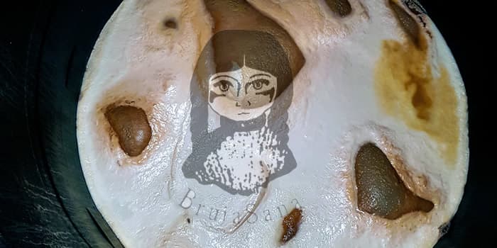 El SCOBY de la Kombucha Bruja Sana