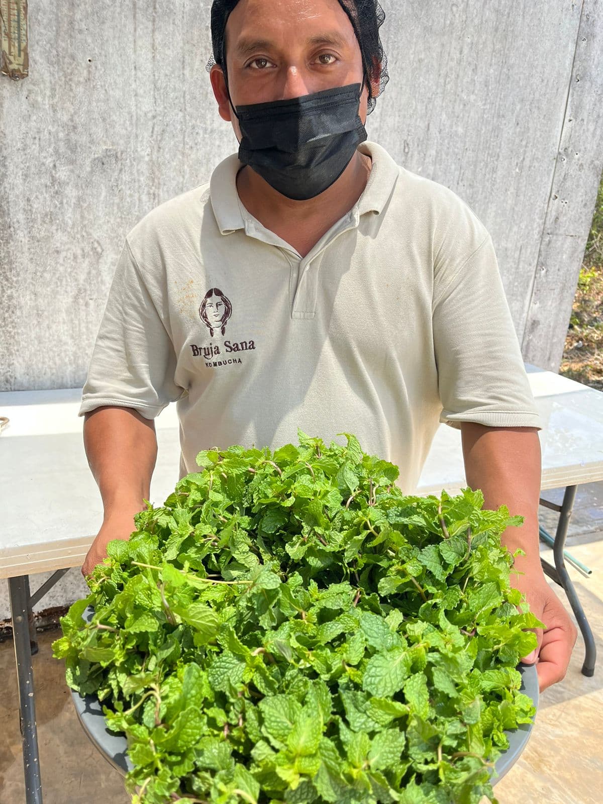 Harvesting mint for Bruja Sana kombucha